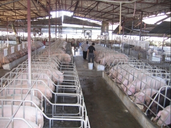 Đông Nam bộ: Thiếu nguồn cung, thịt lợn lại tăng giá