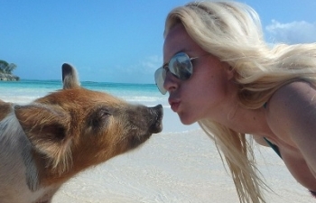 Du lịch Bahamas tăng trưởng thần kỳ nhờ… lợn