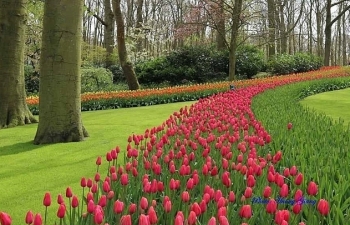 Vẻ quyến rũ mê hoặc của thiên đường hoa Keukenhof, Hà Lan