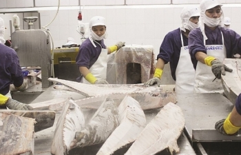 Xuất khẩu cá ngừ sang Đức đảo chiều, tăng đột biến