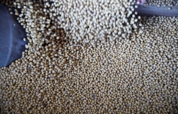 Trung Quốc chìa “cành ô liu” khi nhập hàng triệu tấn đậu nành từ Mỹ?
