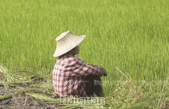 Thái Lan tiếp tục hỗ trợ  nông dân bình ổn giá gạo