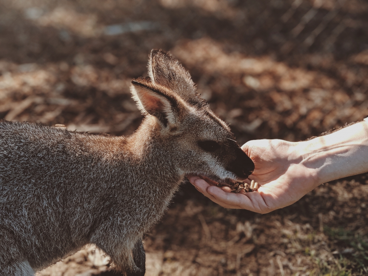 Người Úc không thích việc du khách cho động vật ăn những loại không phù hợp. Nguồn: Pexels