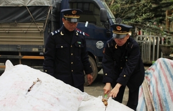 Hải quan Quảng Ninh lại bắt 420 kg ba kích nhập lậu