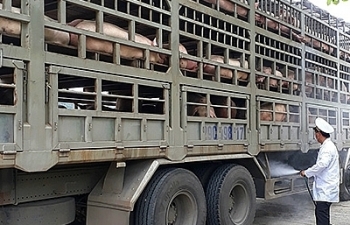 Ban Chỉ đạo 389 yêu cầu cấp bách phòng ngừa, ngăn chăn dịch tả lợn châu Phi