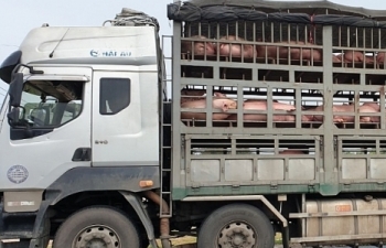 Phát hiện 2 xe chở 342 con lợn chưa qua kiểm dịch