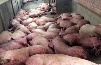 Thanh Hóa: Phát hiện xe tải chở 1,9 tấn lợn thịt mắc dịch tả châu Phi