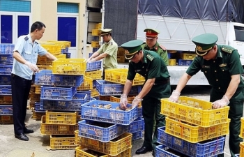 Hải quan Bắc Phong Sinh phối hợp bắt, tiêu hủy 22.000 con gà giống
