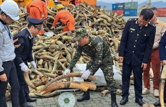 Lĩnh án 10 năm tù vì vận chuyển trái phép ngà voi từ châu Phi về Hải Phòng