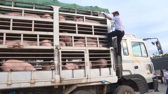 Không có chuyện gian lận thủ tục nhập khẩu lợn qua cửa khẩu Lao Bảo