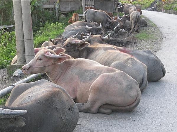 Trâu bò được dân bản địa nuôi nhốt tại bản Trường Sơn, xã Nậm Cắn, huyện Kỳ Sơn. Ảnh: H.Nụ