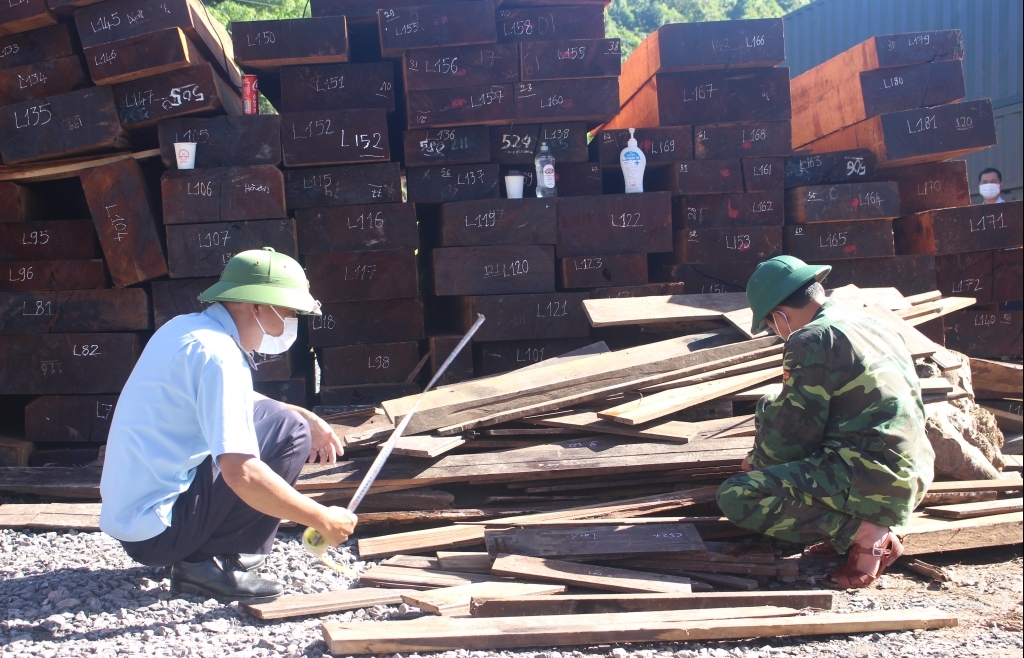 Hải quan Quảng Trị được nhận Thư khen về thành tích phối hợp thu giữ 78 m3 gỗ quý