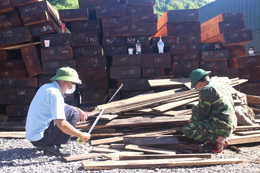Lực lượng Hải quan, Biên phòng phối hợp kiểm tra lô gỗ. Ảnh do Hải quan Quảng Trị cung cấp.