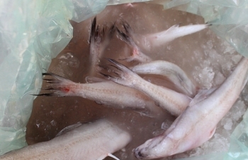 Tiêu hủy hơn 1,2 tấn cá khoai nhập lậu