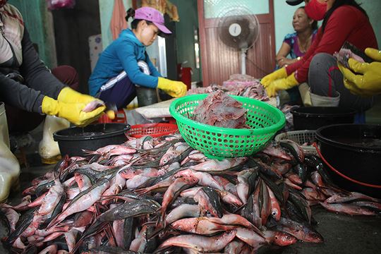 thom lung ca do cu mang huong vi hoang sa