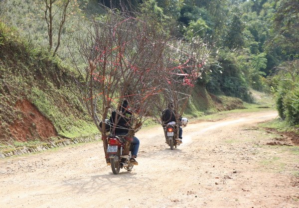 dao rung reo cao dien bien nhon nhip xuong pho don tet