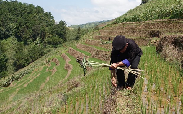 Nhung net dac sac trong van hoa dong bao dan toc Mong o Yen Bai hinh anh 3