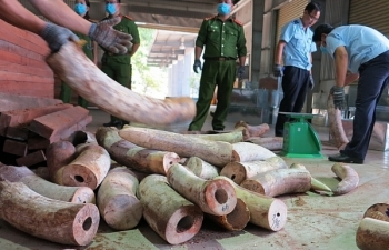 Doanh nghiệp nào đứng tên trên lô gỗ giấu hơn 9,1 tấn ngà voi tại cảng Đà Nẵng?