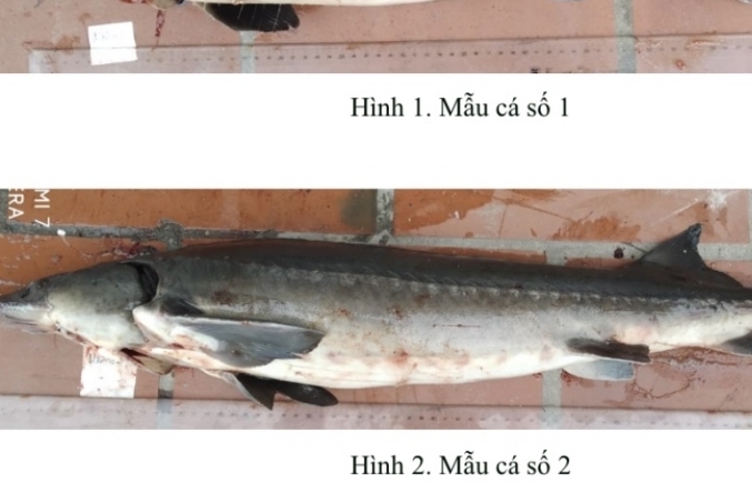 12 tấn cá tầm bị đưa đi tiêu thụ khi chưa được xác nhận thông quan