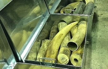 Công chức Hải quan Đà Nẵng bắt ngà voi, vảy tê tê được tặng Bằng khen Thủ tướng