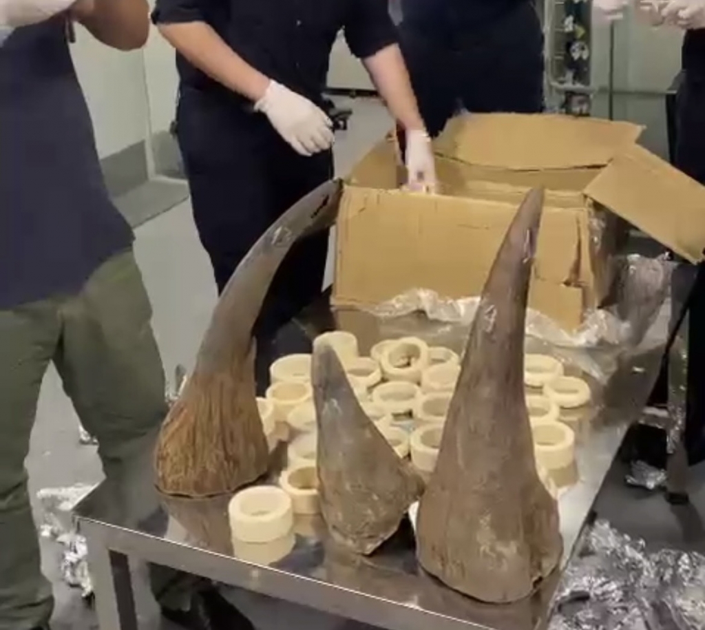 Cận cảnh khám xét kiện hàng chứa hơn 16 kg sừng tê giác và ngà voi