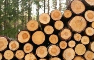 Hướng dẫn về nộp bảng kê khai nguồn gốc gỗ nhập khẩu