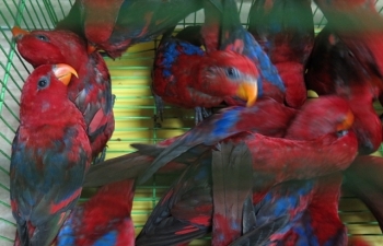 Hơn 300 cá thể Vẹt Lory đỏ nhập không phép đã được bàn giao cho kiểm lâm
