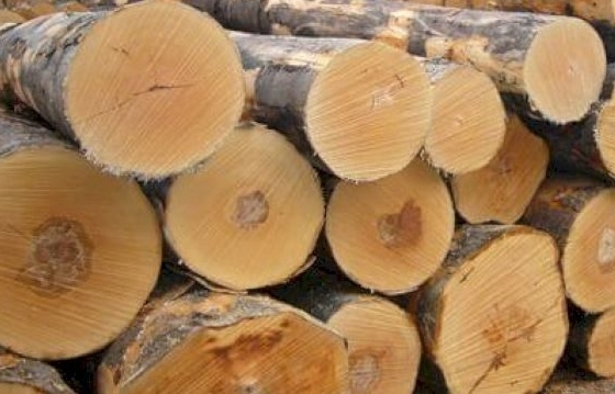 Hướng dẫn thủ tục gỗ nhập khẩu