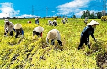Bảo hiểm nông nghiệp: Mục tiêu giúp GDP nông nghiệp tăng 3%/năm
