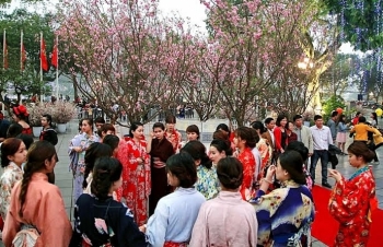Chuẩn bị đưa 20.000 cành hoa anh đào Nhật Bản về Hà Nội