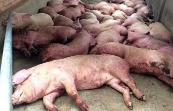 Bộ Y tế khuyến cáo người dân không nên vội vàng tẩy chay thịt lợn