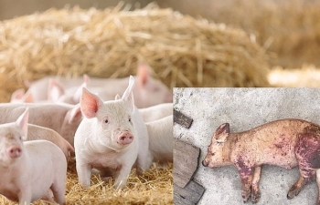 Hà Nội: Giảm hơn 1 triệu con lợn do Dịch tả lợn châu Phi