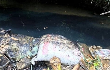 Vụ nước "bẩn": Nhân viên Công ty nước sạch Sông Đà biết nhưng... làm ngơ