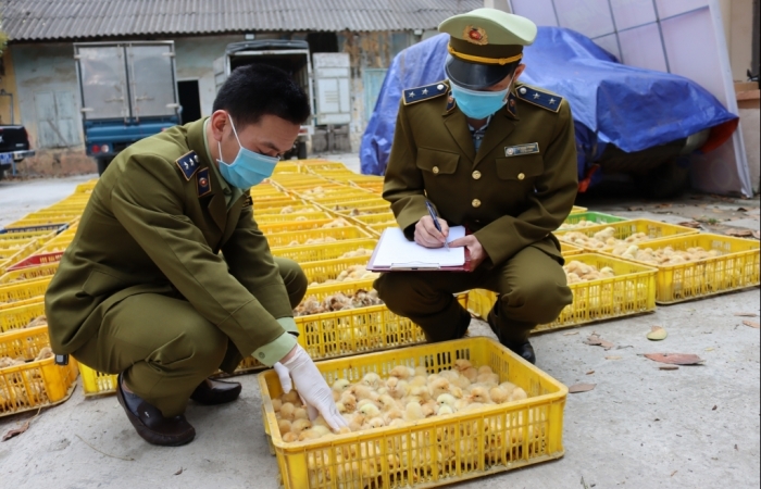 Lạng Sơn: Thu giữ 30.000 con giống gia cầm không rõ nguồn gốc