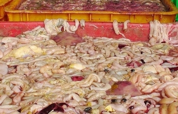 Nghệ An: Bắt 265 kg sản phẩm động vật bốc mùi hôi thối