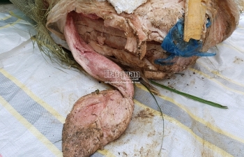 Hải quan Hữu Nghị bắt giữ 200 kg thịt lợn đông lạnh