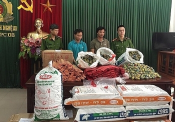 Khởi tố hai đối tượng vận chuyển gần 600 kg pháo nổ ở Nghệ An