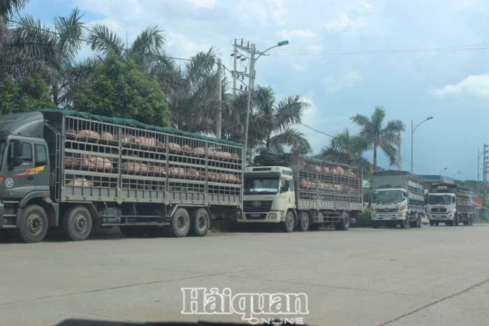 Lạng Sơn tăng cường kiểm soát, xử lý vận chuyển lợn trái phép