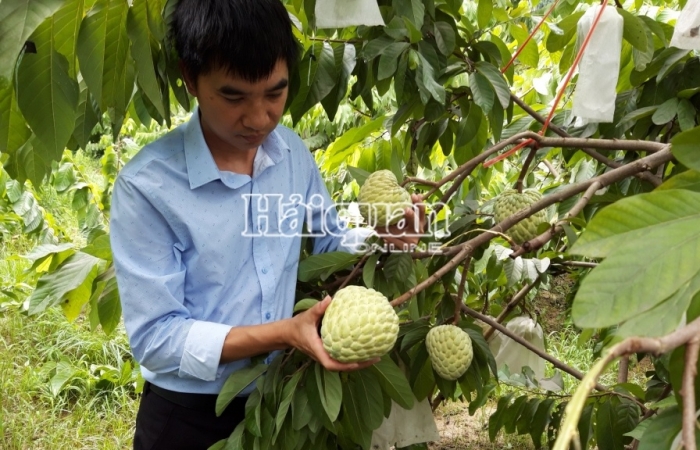 Tăng cường quản lý nhà nước về mã số vùng trồng và cơ sở đóng gói tại Lạng Sơn