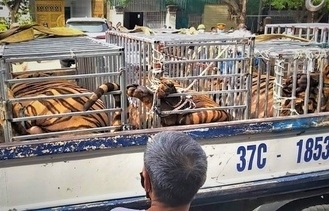 Nghệ An phát hiện 17 con hổ nuôi nhốt trái phép trong khu dân cư