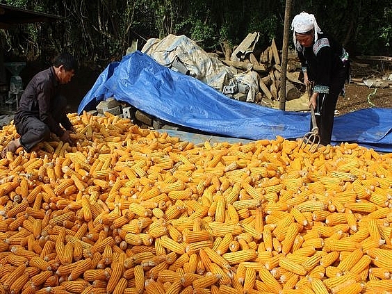 Việt Nam là nước nông nghiệp nên không có chuyện mặt hàng ngô hạt trong nước lại không sản xuất được. Ảnh: Internet