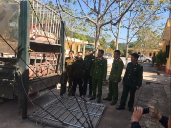 Lạng Sơn: Chặn đứng gần 2,5 tấn thịt lợn xuất lậu qua biên giới