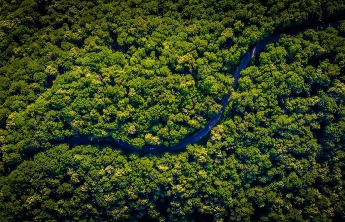 Tetra Pak được xếp hạng A về chống biến đổi khí hậu và bảo vệ rừng
