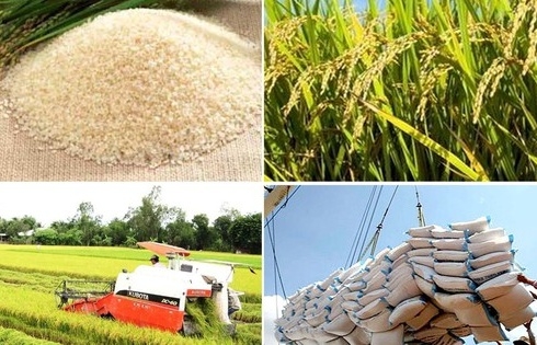 Giải pháp nào để gạo Việt giữ vị trí xuất khẩu thứ hai thế giới?