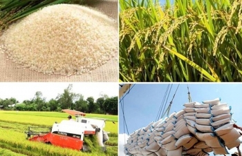 Giải pháp nào để gạo Việt giữ vị trí xuất khẩu thứ hai thế giới?