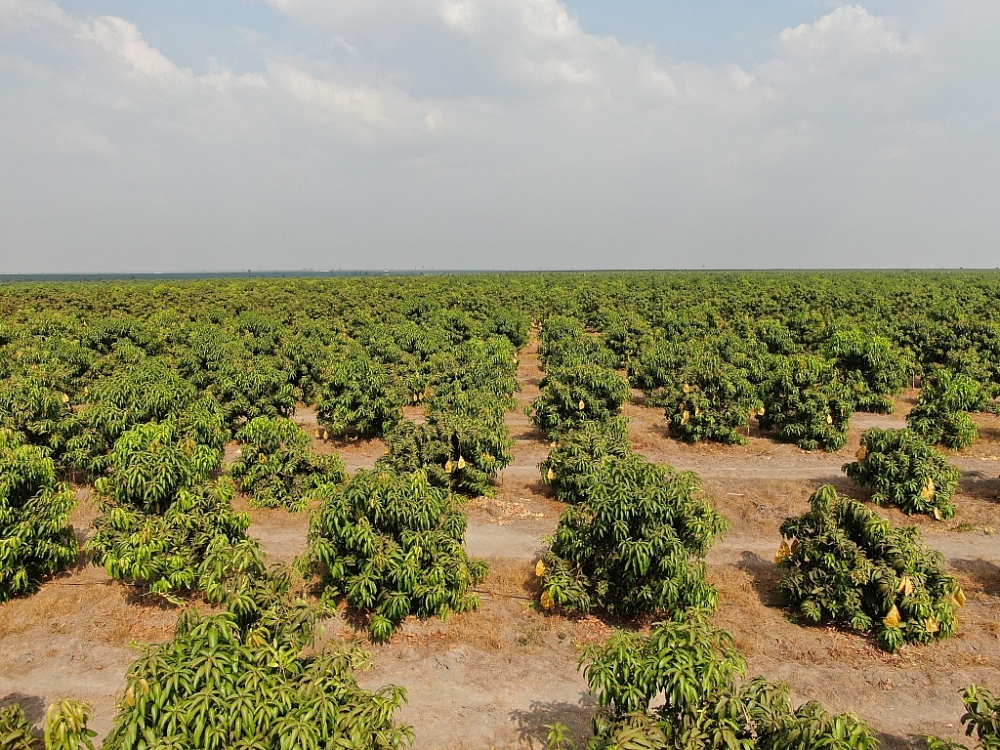 Nhờ THACO đã “cứu” thoát phá sản, năm 2021  HAGL Agrico sẽ tập trung phát triển thị trường xuất khẩu trái cây