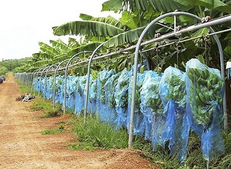 Nhờ THACO đã “cứu” thoát phá sản, năm 2021  HAGL Agrico sẽ tập trung phát triển thị trường xuất khẩu trái cây
