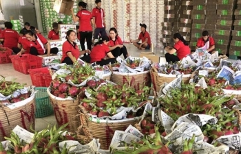 Lo ùn ứ trái cây đi Trung Quốc, Bộ Công Thương vội khuyến cáo 