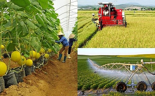 Yêu cầu phối hợp triển khai thực hiện chính sách bảo hiểm nông nghiệp