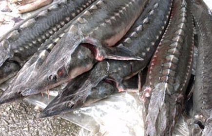 Kiểm soát chặt nhập khẩu cá tầm đảm bảo nguồn gốc, xuất xứ